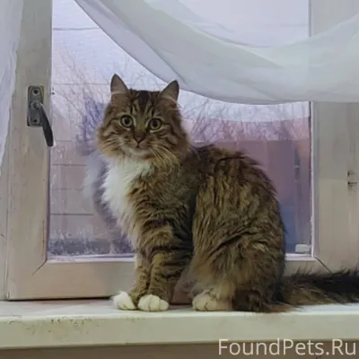 Пропала кошка❗️ Живёт на улице...