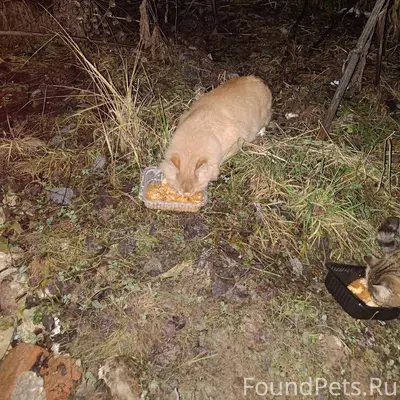 Найдена кошка/кот рыжий, видно...