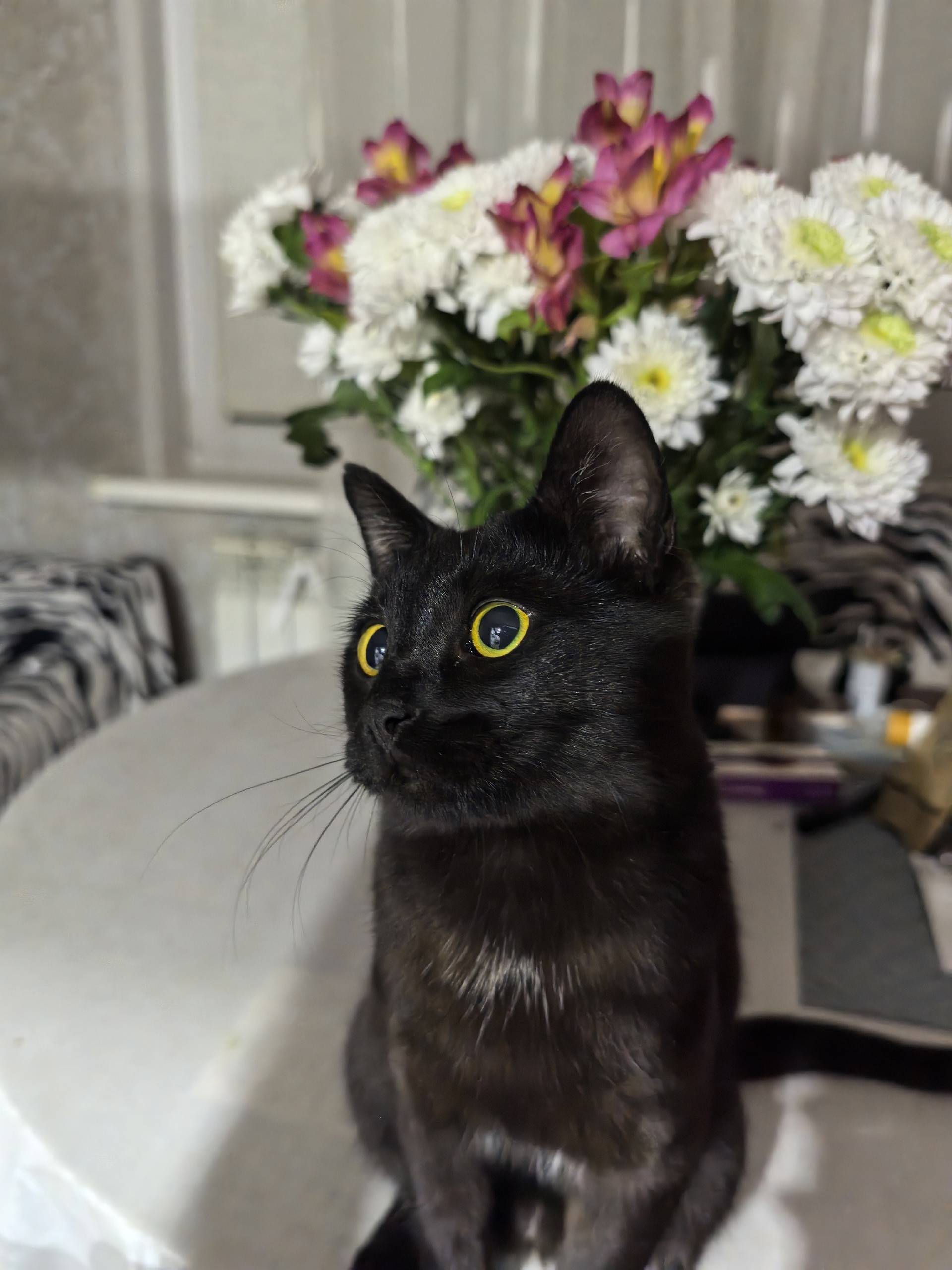 3 Кчт. Пропал кот 6 декабря...