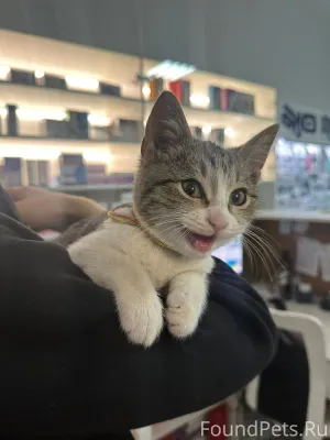 Найден котёнок мальчик 2 месяц...