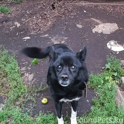 Потерялся пёс, дворняга, с оше...