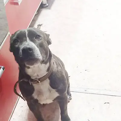 Пропала собака 04.12 в селе...