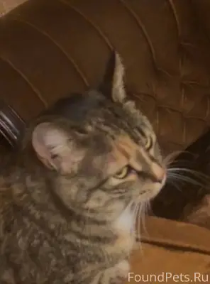 Срочно! Пропала кошка! Если кт...