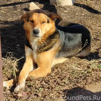 У нас пропал пес, может видел....