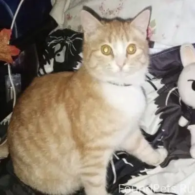 Здравствуйте!Пропал кот.В райо...