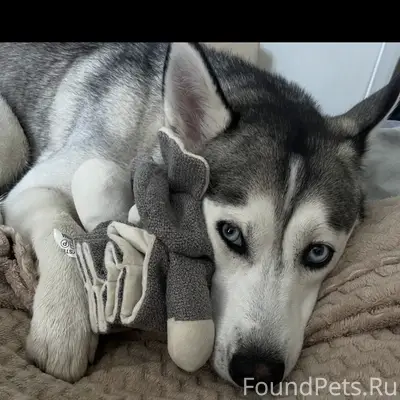 Хаски девочка ,убежала 