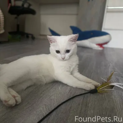 Пропала кошка в районе Химмаш ...