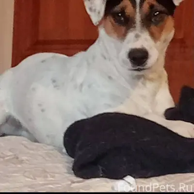 7 декабря пропала собака - пер...