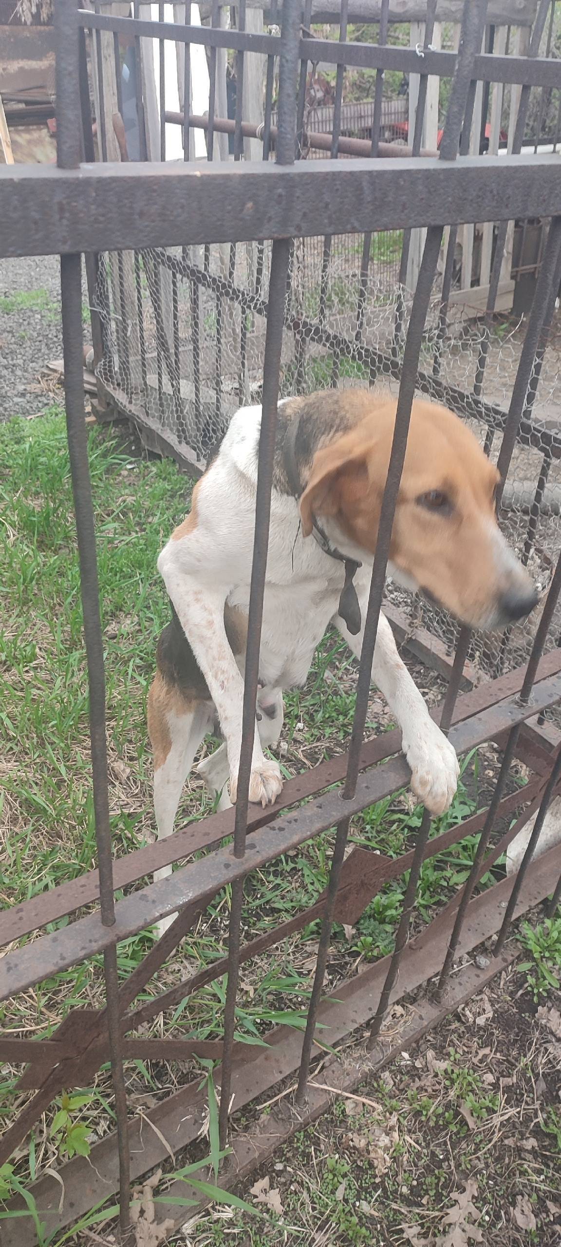 Потерялась собака русская пега...