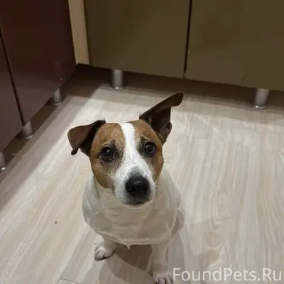 Потерялась собака 🆘 порода Дже...