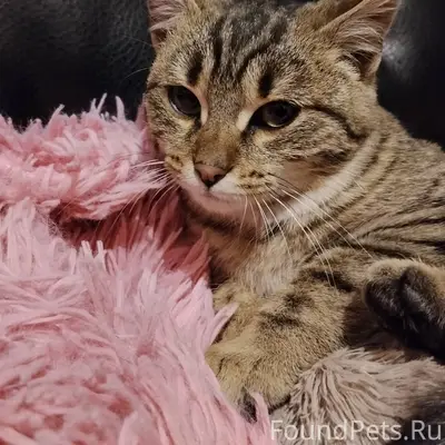 Найден кот 3-5 месяцев на...