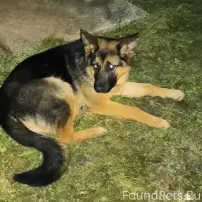 Найдена собака