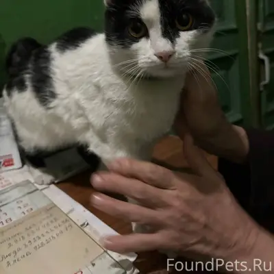 НАЙДЕНА КОШКА Соседи нашли кош...