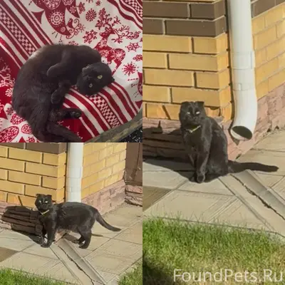 Пропал кот! Поселок Экодолье, ...