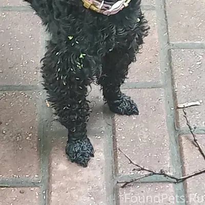 Пропала собака в районе крючко...