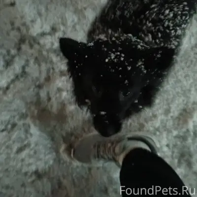 Здравствуйте, ПРОПАЛА СОБАКА, ...