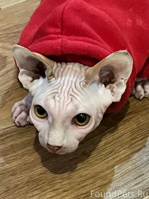 Пропал кот , кличка Бес 7 го.....