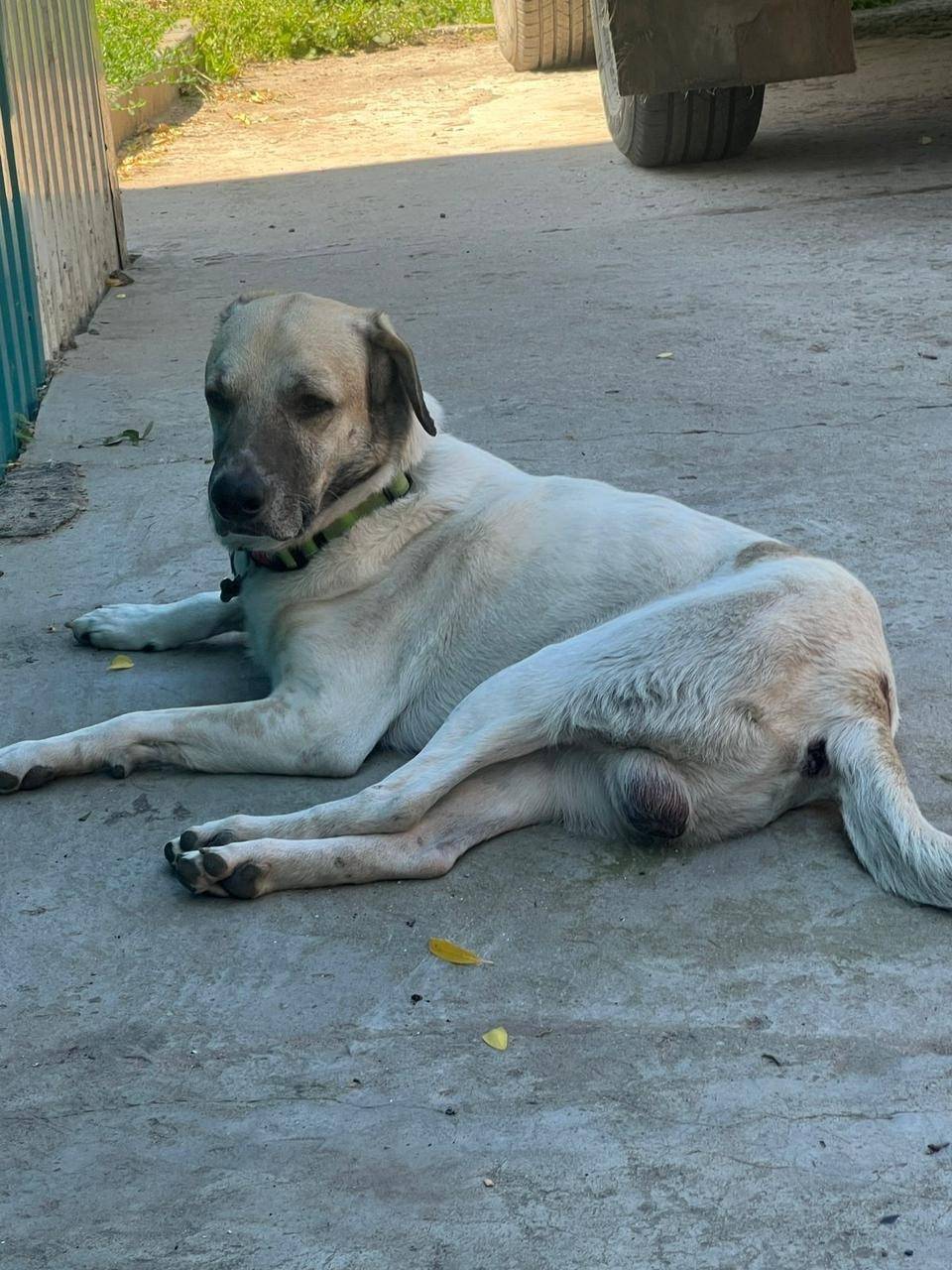 Друзья, пропала наша собака. П...