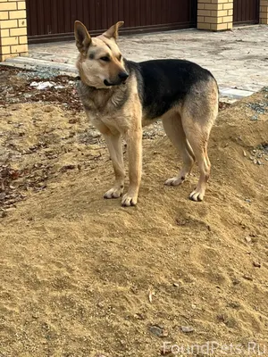 Чья потеряшка? Собака уже окол...