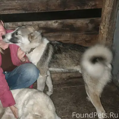 Потерялась собака в районе г. ...