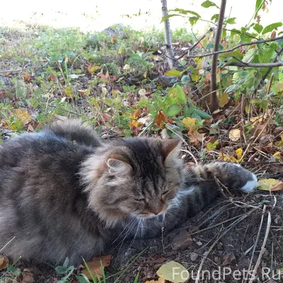 Пропал кот, если кто-то видел....