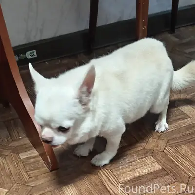 Ребята кто потерял, бегала одн...