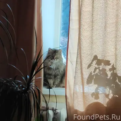 Пропала кошка в районе воскрес...