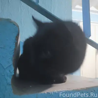 Кто так поступил со своим живо...