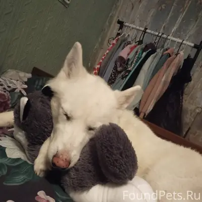 Убежала собака хаски, по кличк...