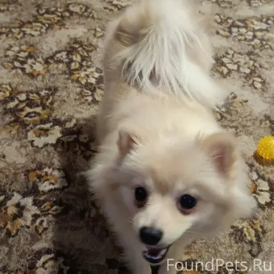 Пропала собака кто видел напиш...