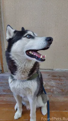 У кого то сбежал пёс. Помогите...