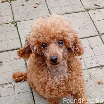 Пропала собака, утром 07.12.20...