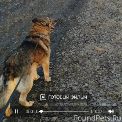 КИНЕШМА!! ПОМОГИТЕ НАЙТИ СОБАК...