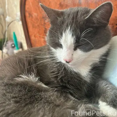 Пропал кот!!!!серая расцветка,...