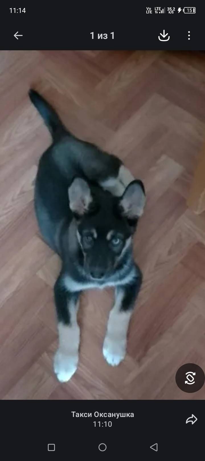 Пропала собака район большой п...