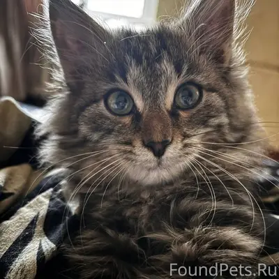 Пропал кот по кличке суета 😫.....