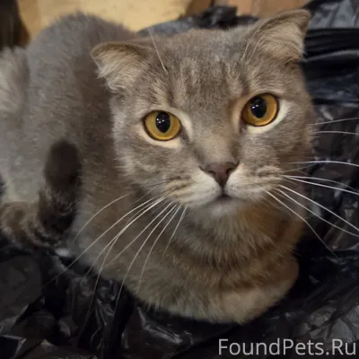 Оооочень ласковый, котик😍, воз...