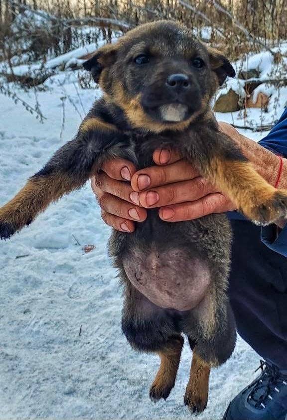 Один щенок пропал, второму пер...