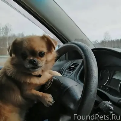 Пропала собака. По кличке Тайс...