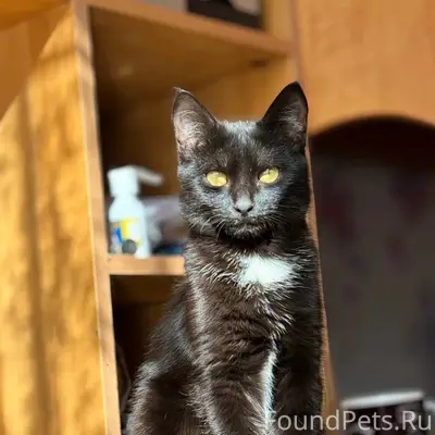 Пропал кот, откликается на имя...