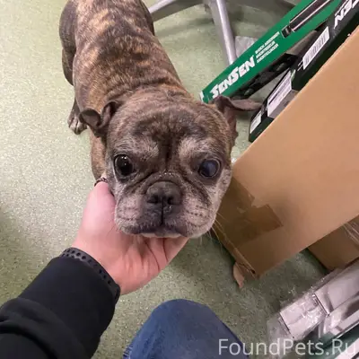 Найдена собака, Щелково - Жега...