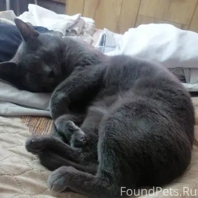 Пропал кот. Боязливый. Кличка ...