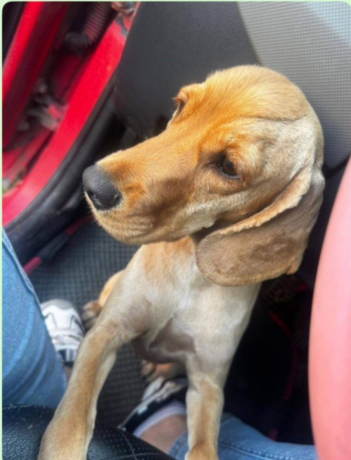 Пропала собака! Вчера вечером,...