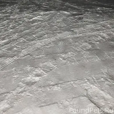 Чья-то собака который день ноч...