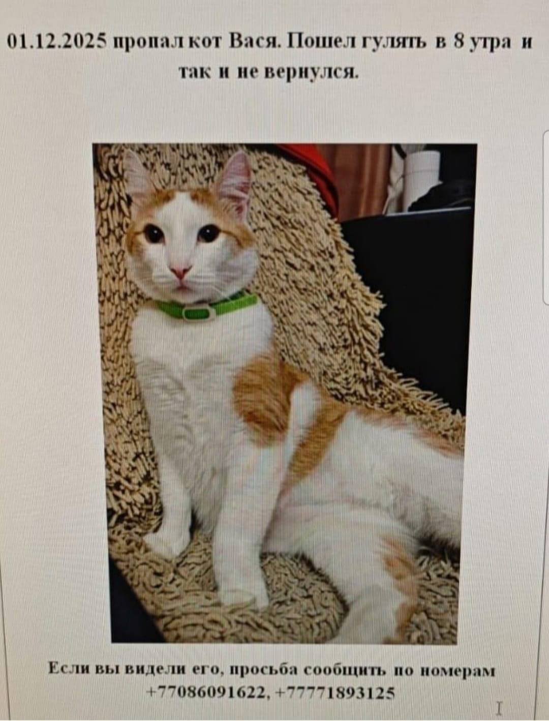 Пропал кот Вася 2, 5 года...