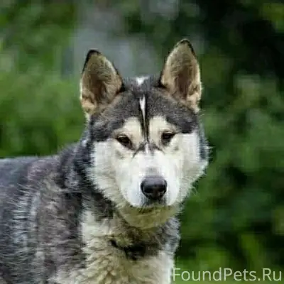 Замечательная собака Крис. Мал...