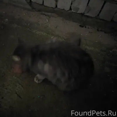 Около подъезда №1 по ул. Грибо...