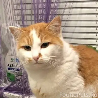 Пропал кот в районе улицы Нефт...