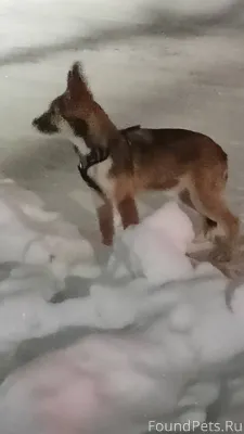 Кто потерял? Щенок со шлейкой ...