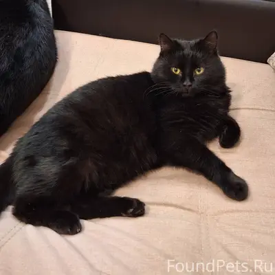 ❗Найден чёрный кот . В районе ...
